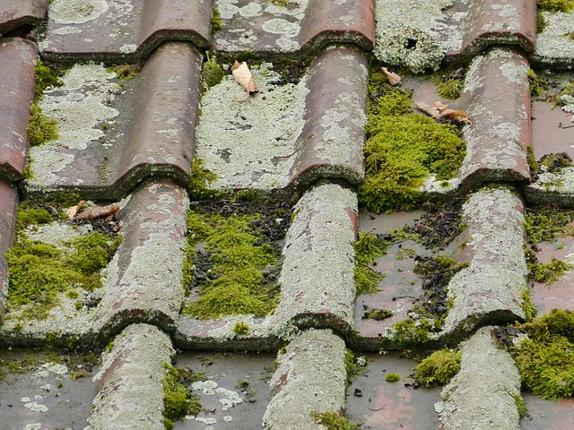 Mousse sur toiture